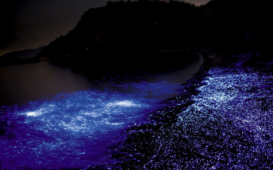 Awashima Sea Fireflies