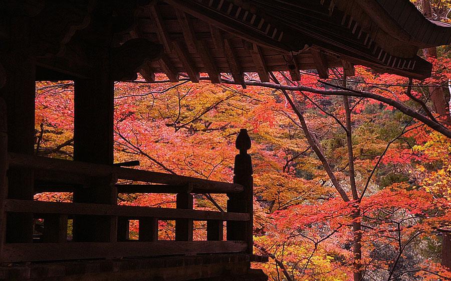 Autumn Leaves in Okuboji Temple