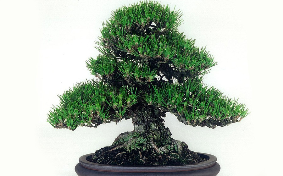 Bonsai