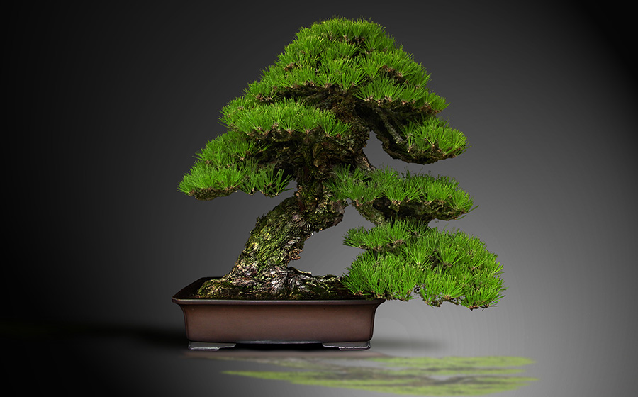 Bonsai