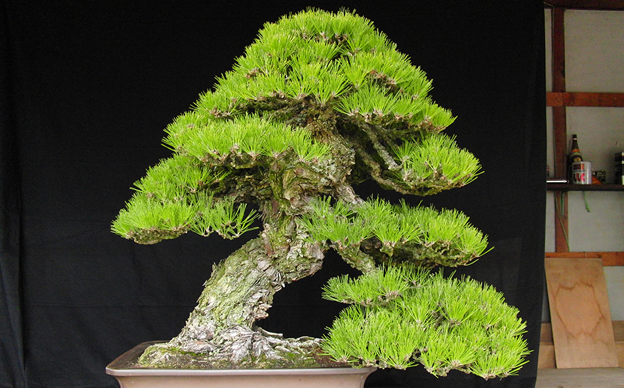 Bonsai