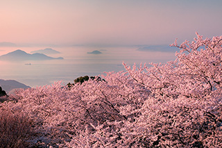 Cherry Blossoms of Mt. Shiude