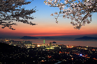 Cherry Blossoms of Mt. Shiude