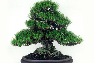 Bonsai
