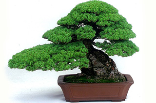 Bonsai