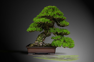 Bonsai