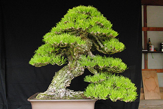 Bonsai