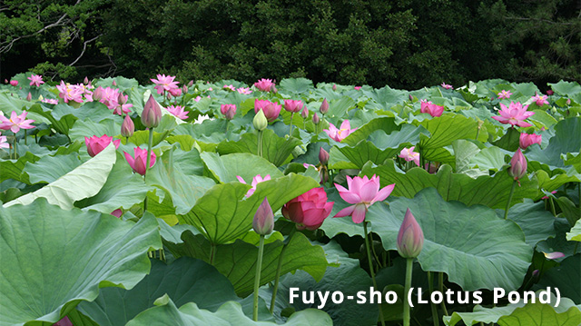 Fuyo-sho (Lotus Pond)