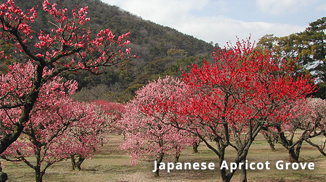Japanese Apricot Grove
