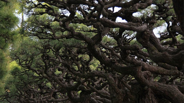 The Best Pine Trees in Japan