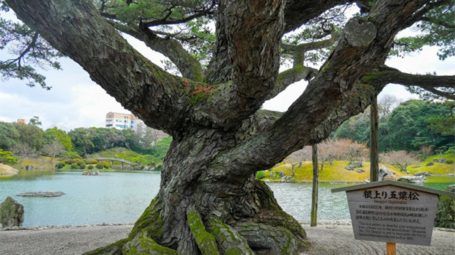 Neagari Goyo-matsu Pine