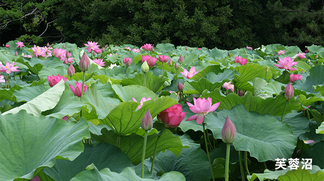 芙蓉沼