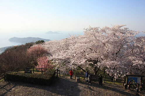四國最美的賞櫻名所，古遺跡群中的『幸福之樹』
