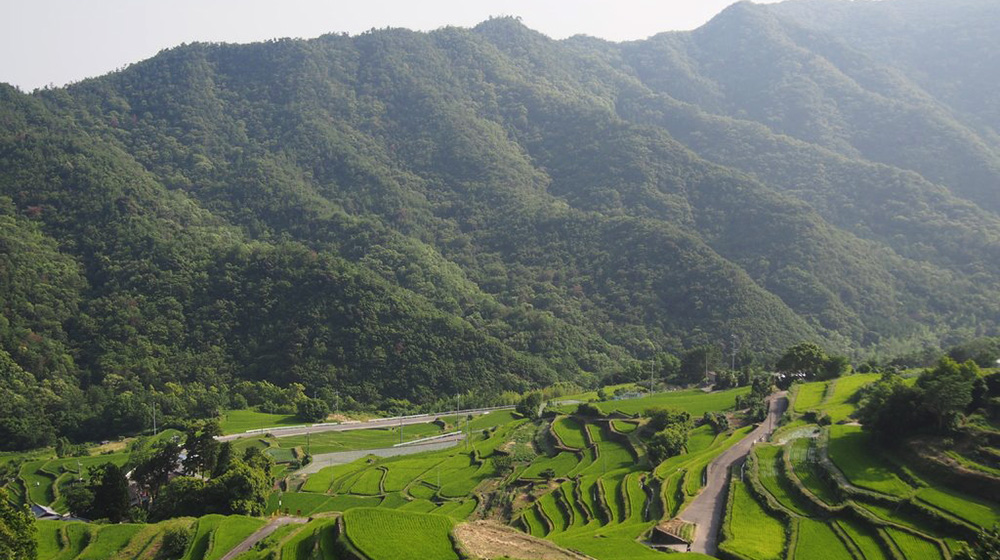 中山千枚田