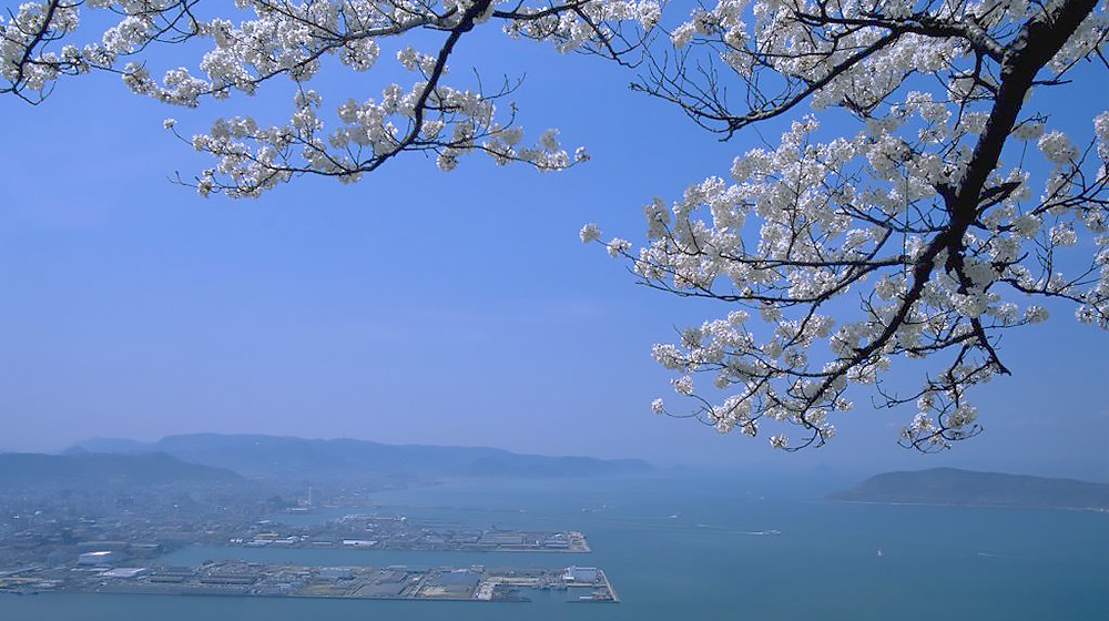 山顶樱花 俯视市内远景