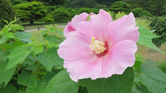 四季主要景点图库　夏季