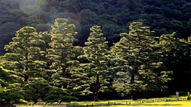 日本第一的松树